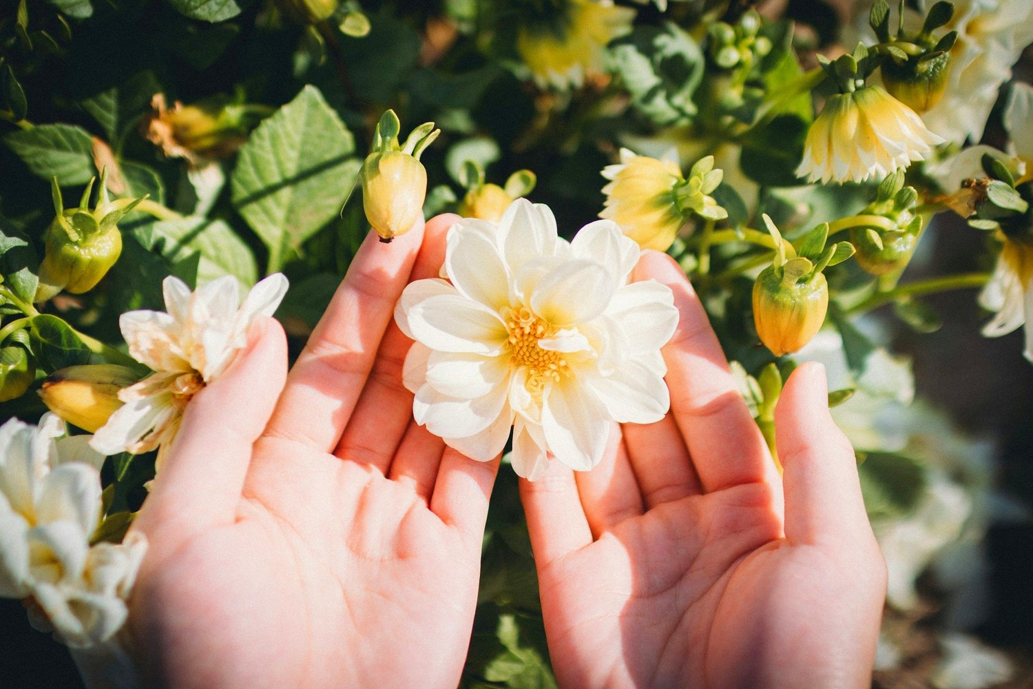 Somatic Flower 4 Things Plant Medicine and Somatic Therapy Have in Common - The Rising ...