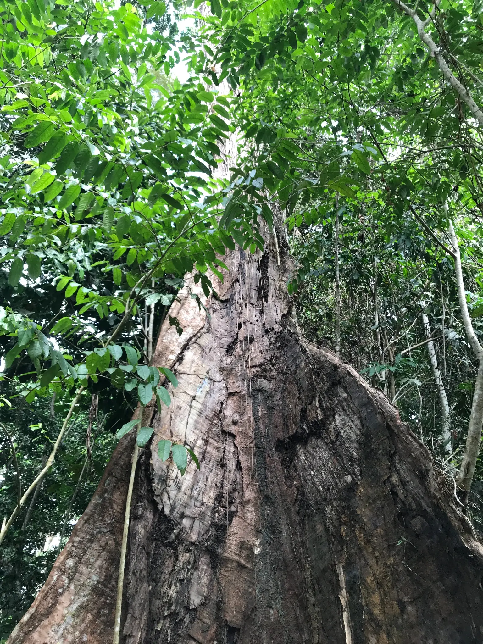 Looking upward into an ancient rainforest tree