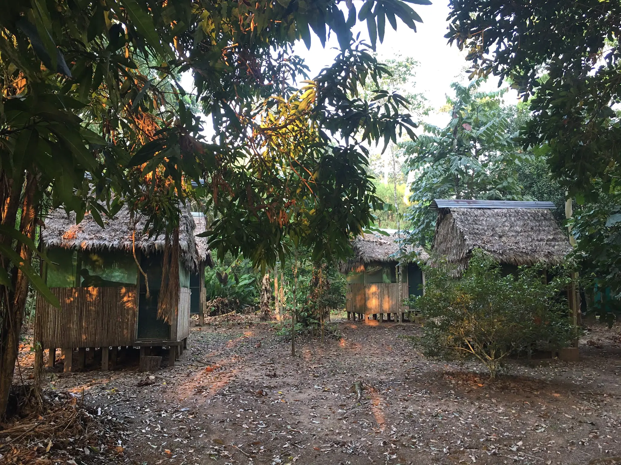 Simple Dieta cabins beneath the rainforest canopy