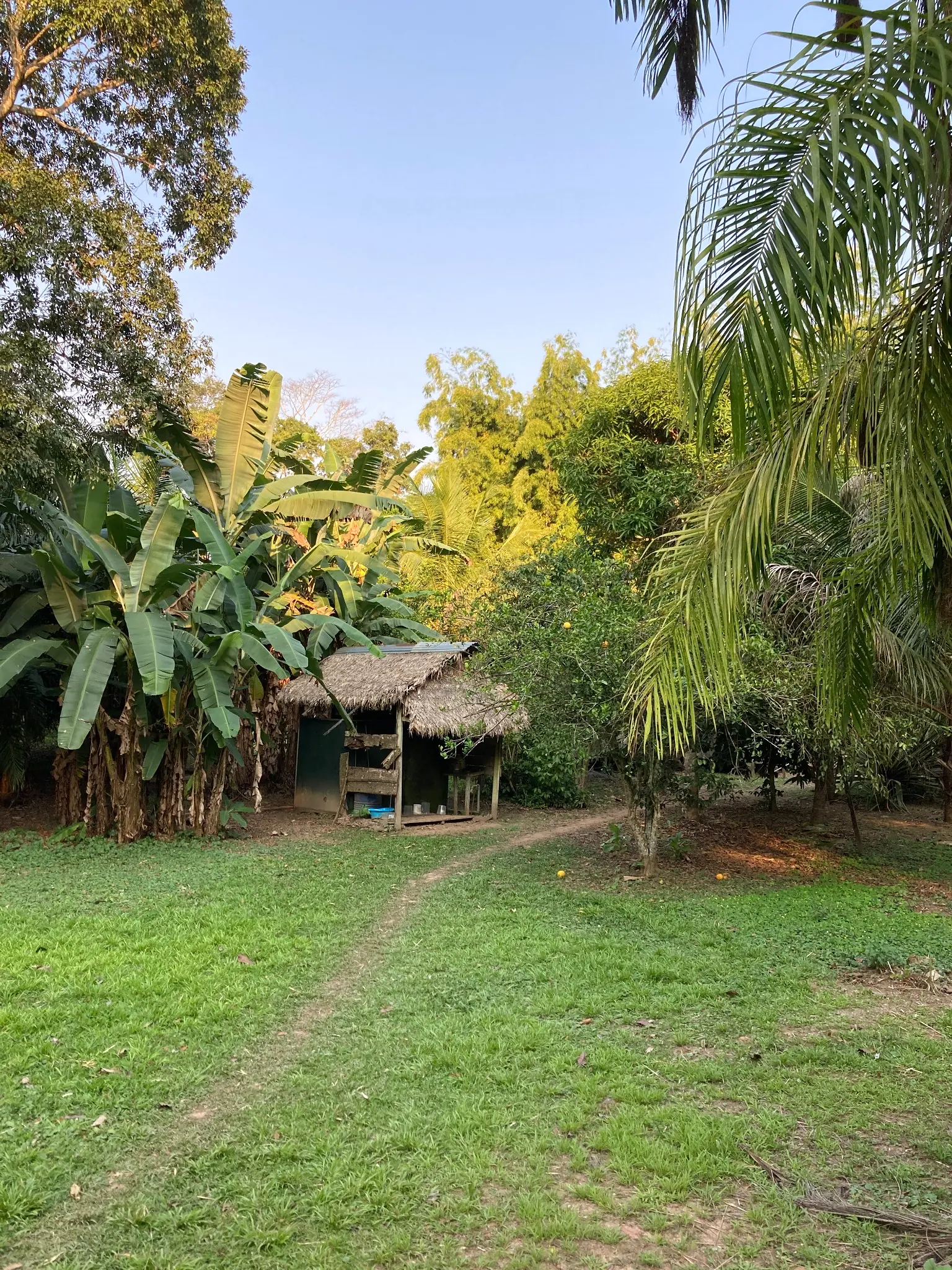 A path through the Dieta garden toward a thatched hut