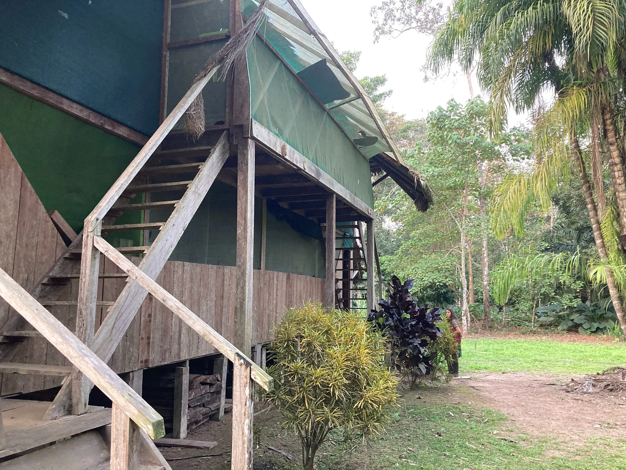 The simple wooden Dieta lodge surrounded by rainforest