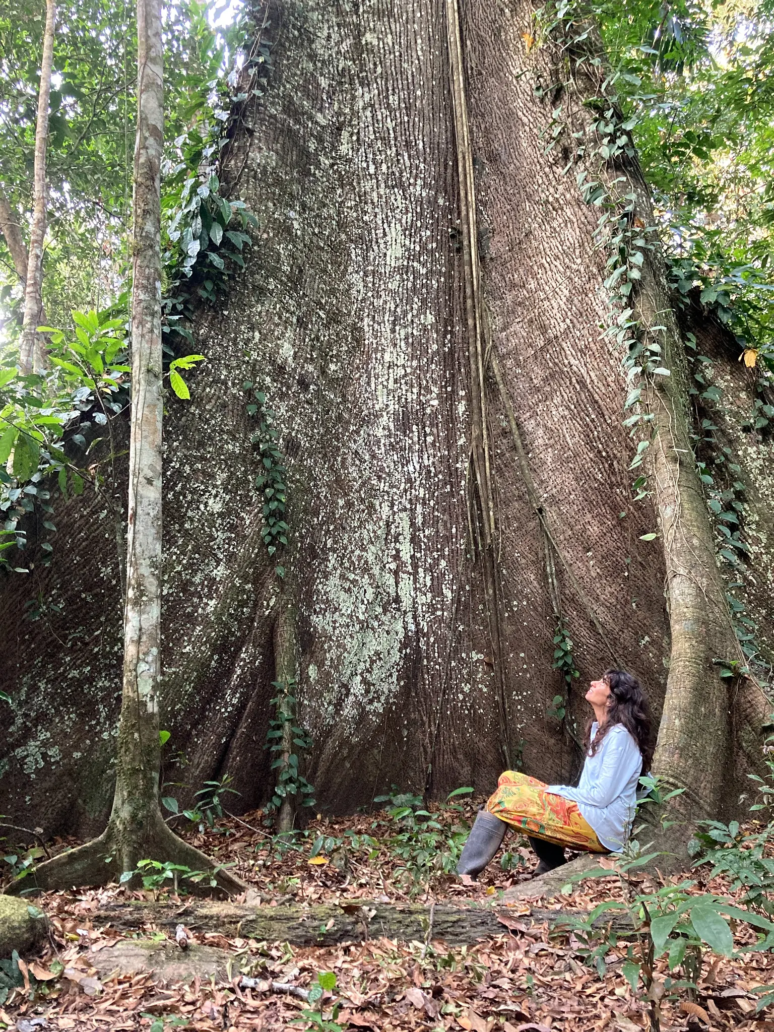 A woman sitting quietly at the base of an immense rainforest tree